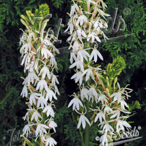 Lobelia cardinalis White Cardinal (Cardinal Flower)