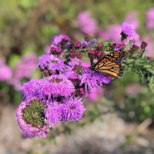 Liatris scariosa var. newlandii (Blazing Star)