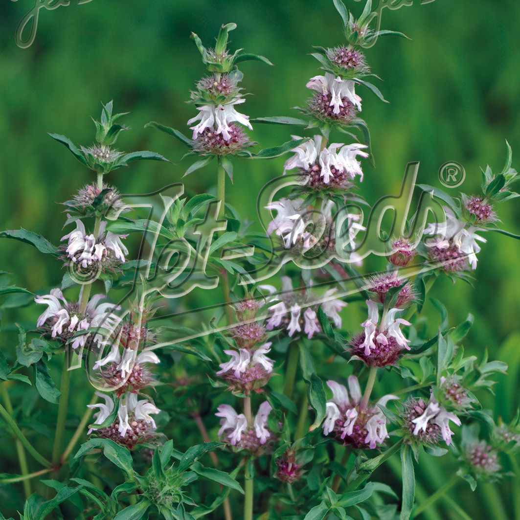 Monarda pectinata (Pony Beebalm) - Image 2