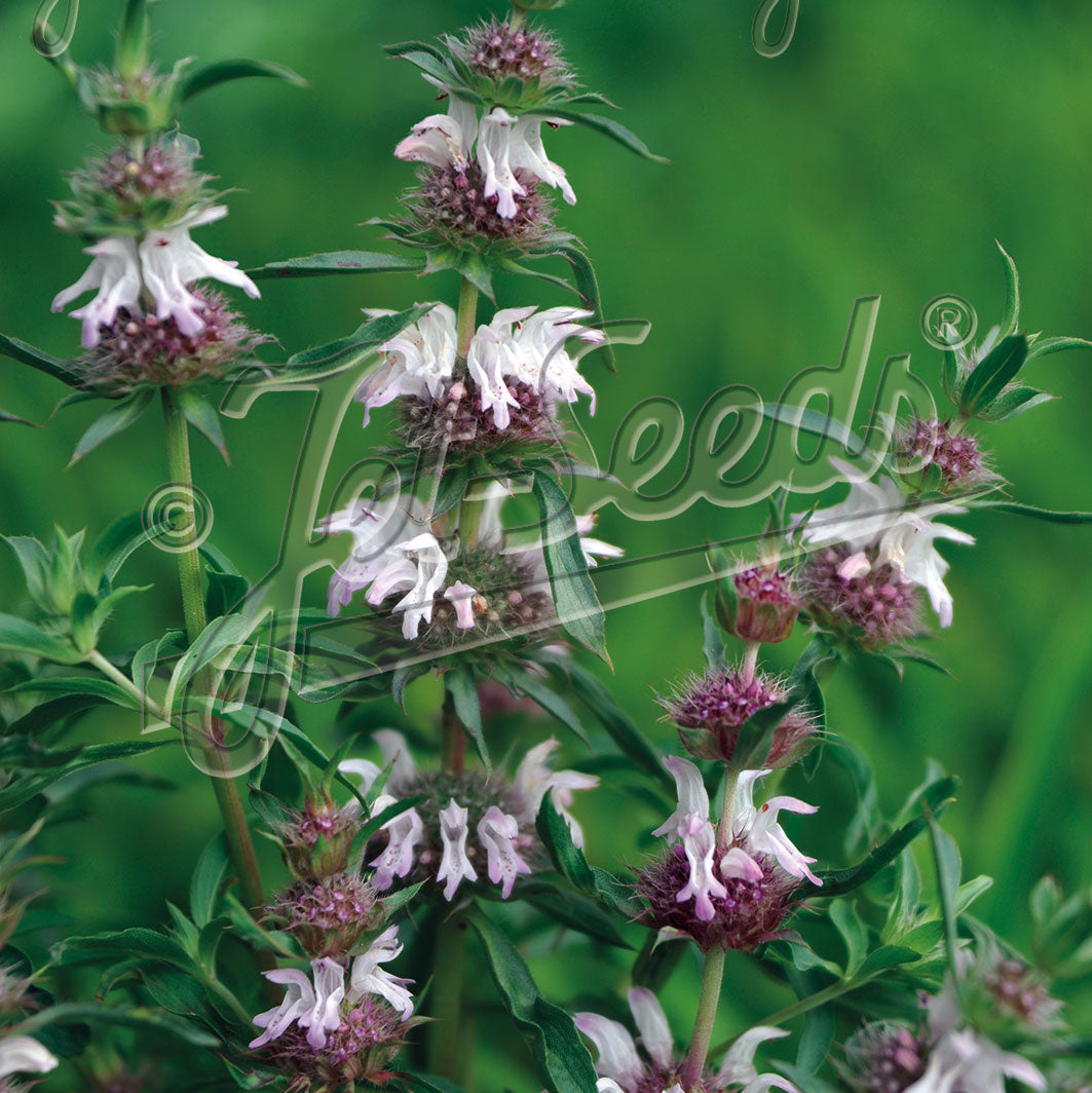 Monarda pectinata (Pony Beebalm)