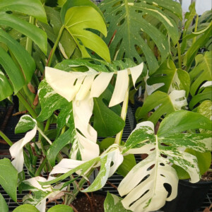 Monstera deliciosa alba borisigiana
