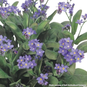Myosotis sylvatica Bluesylva (Forget-Me-Not)