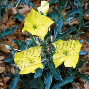 Oenothera Silver Blade (Evening Primrose)