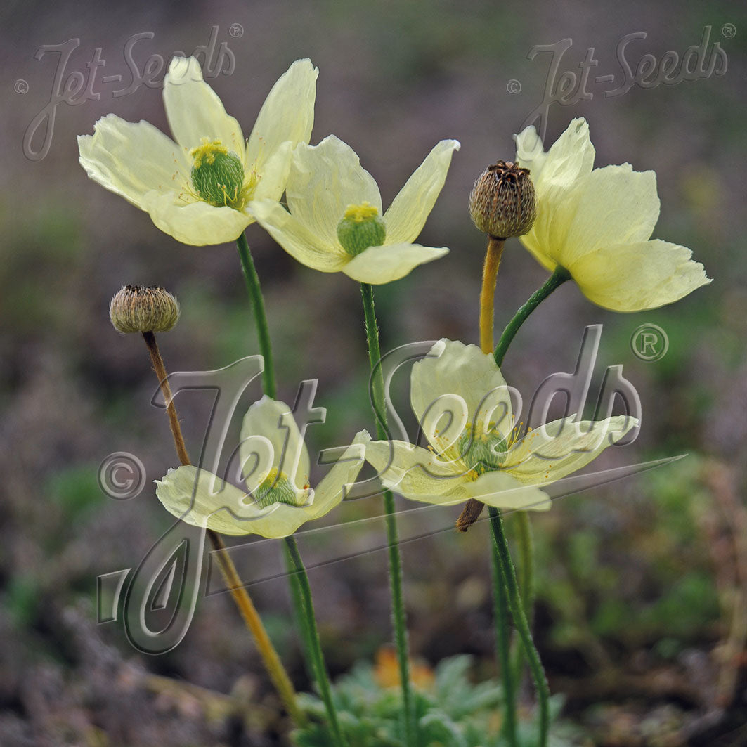 Papaver miyabeanum Moon Dance (Poppy)