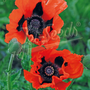 Papaver orientale Brilliant (Oriental Poppy)