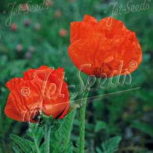 Papaver Orientale Allegro (Oriental Poppy)