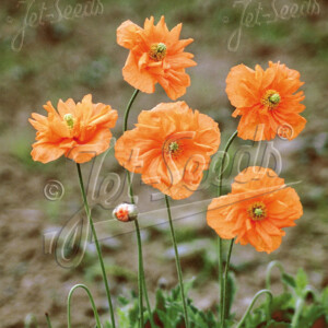 Papaver rupifragum Double Tangerine Gem (Spanish Poppy)