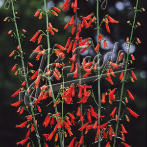 Penstemon barbatus Jingle Bells (Beardtongue)