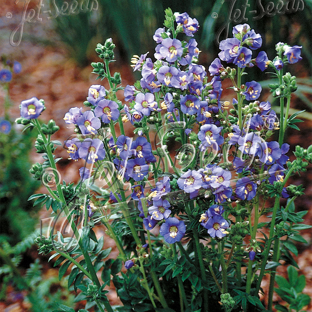Polemonium boreale Heavenly Habit (Jacob's Ladder)