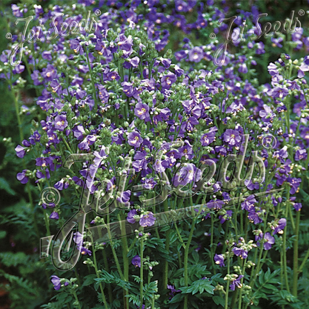 Polemonium boreale Heavenly Habit (Jacob's Ladder) - Image 2