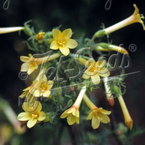 Polemonium pauciflorum Sulphur Trumpets (Jacob's Ladder)