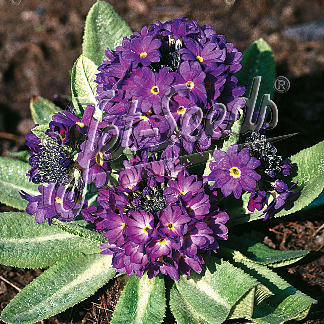 Primula denticulata Blue Selection (Drumstick Primrose) - Image 2