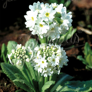 Primula denticulata Snowball