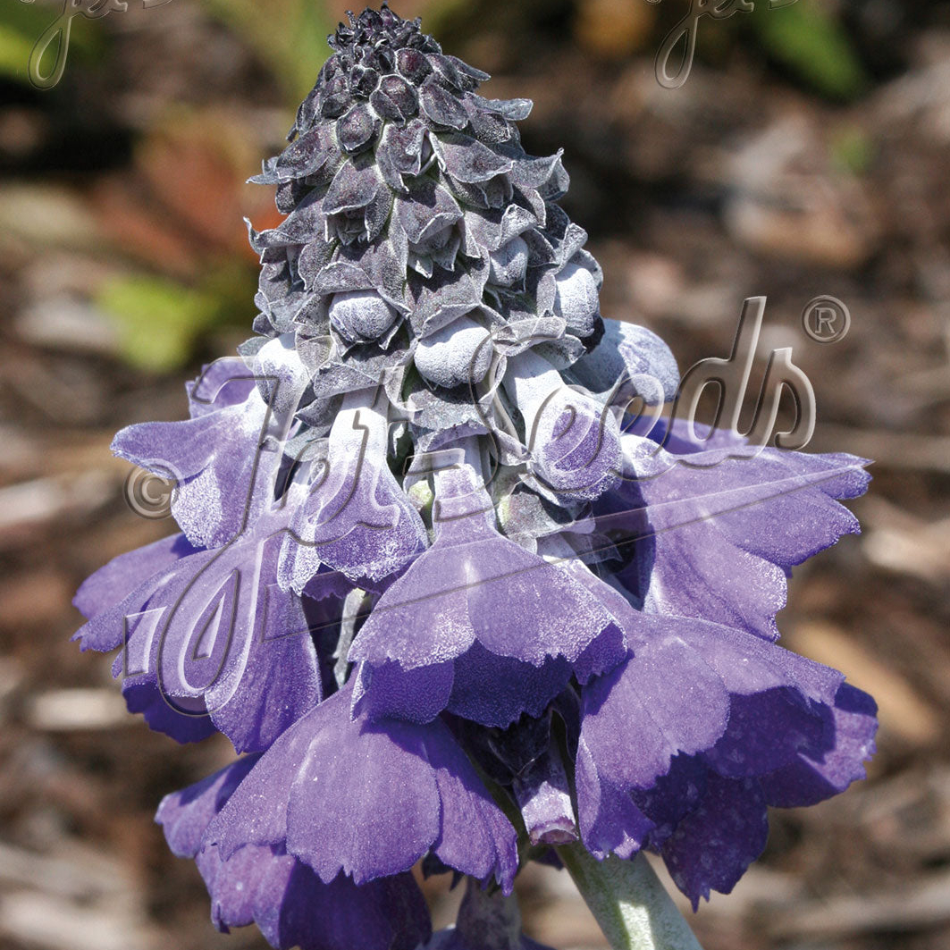 Primula flaccida