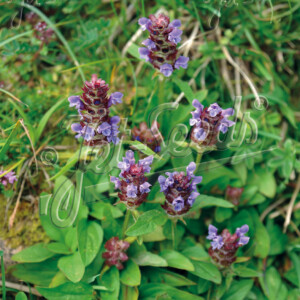 Prunella vulgaris (Self Heal)