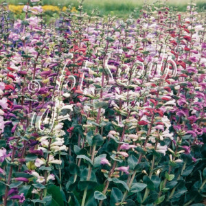 Penstemon Prairie Jewel (Beardtongue)