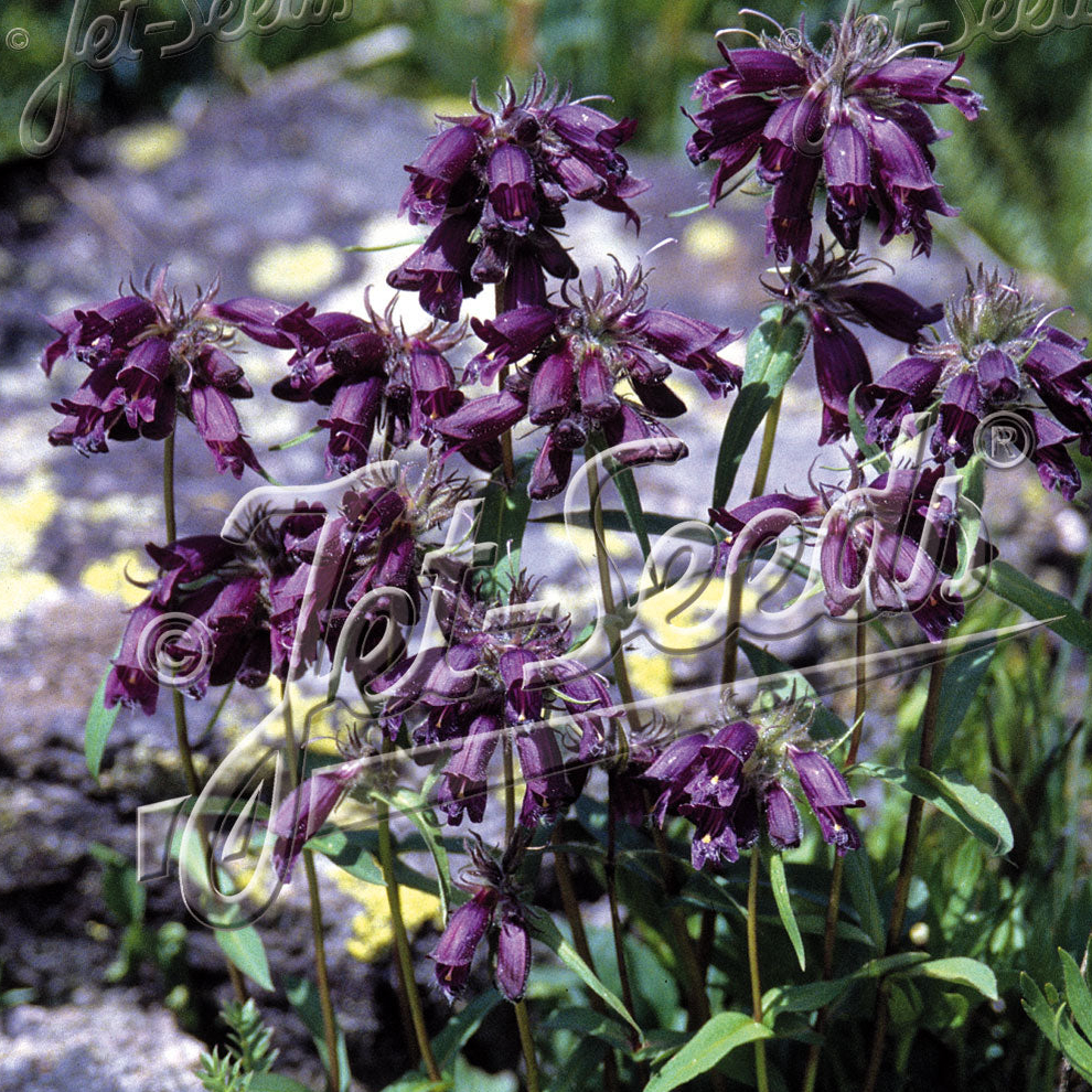 Penstemon whippleanus Chocolate Drop (Beardtongue) - Image 2