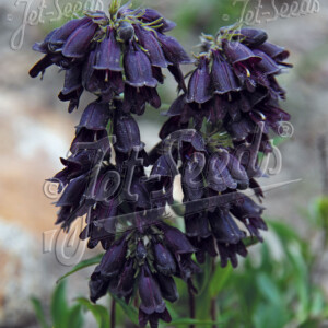 Penstemon whippleanus Chocolate Drop (Beardtongue)