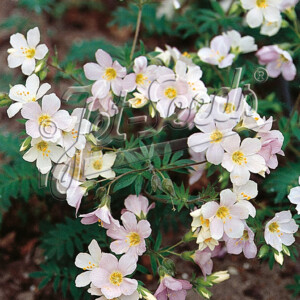 Polemonium carneum Apricot Delight (Jacob's Ladder)