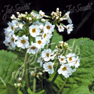 Primula japonica Postford White (Japanese Primrose)
