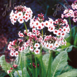 Primula japonica Appleblossom (Japanese Primrose)