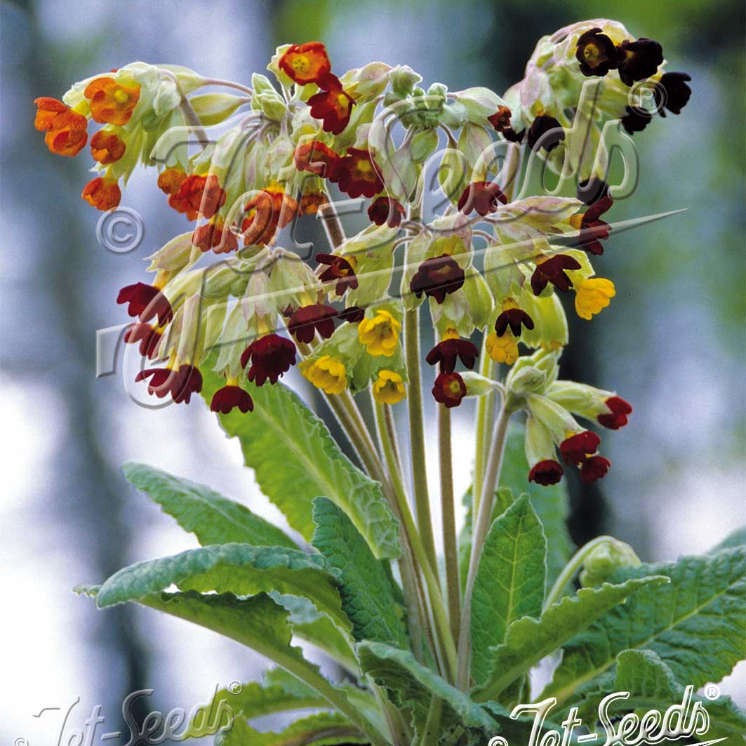 Primula veris Sunset Shades (Cowslip)