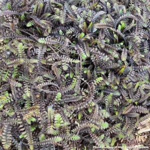 Leptinella squalida Platts Black