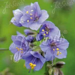 Polemonium caeruleum Blue Pearl (Jacob's Ladder)