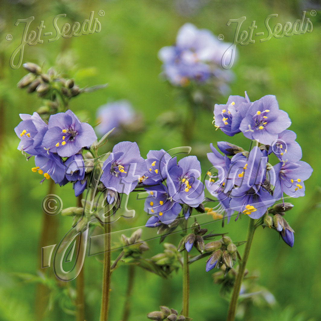 Polemonium caeruleum Blue Pearl (Jacob's Ladder) - Image 2