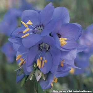 Polemonium yezoense Bressingham Purple (Jacob's Ladder)