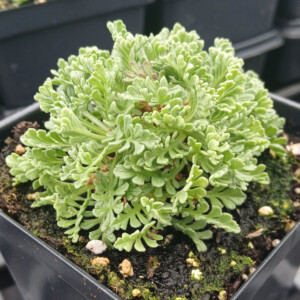 Pterocephalus depressus