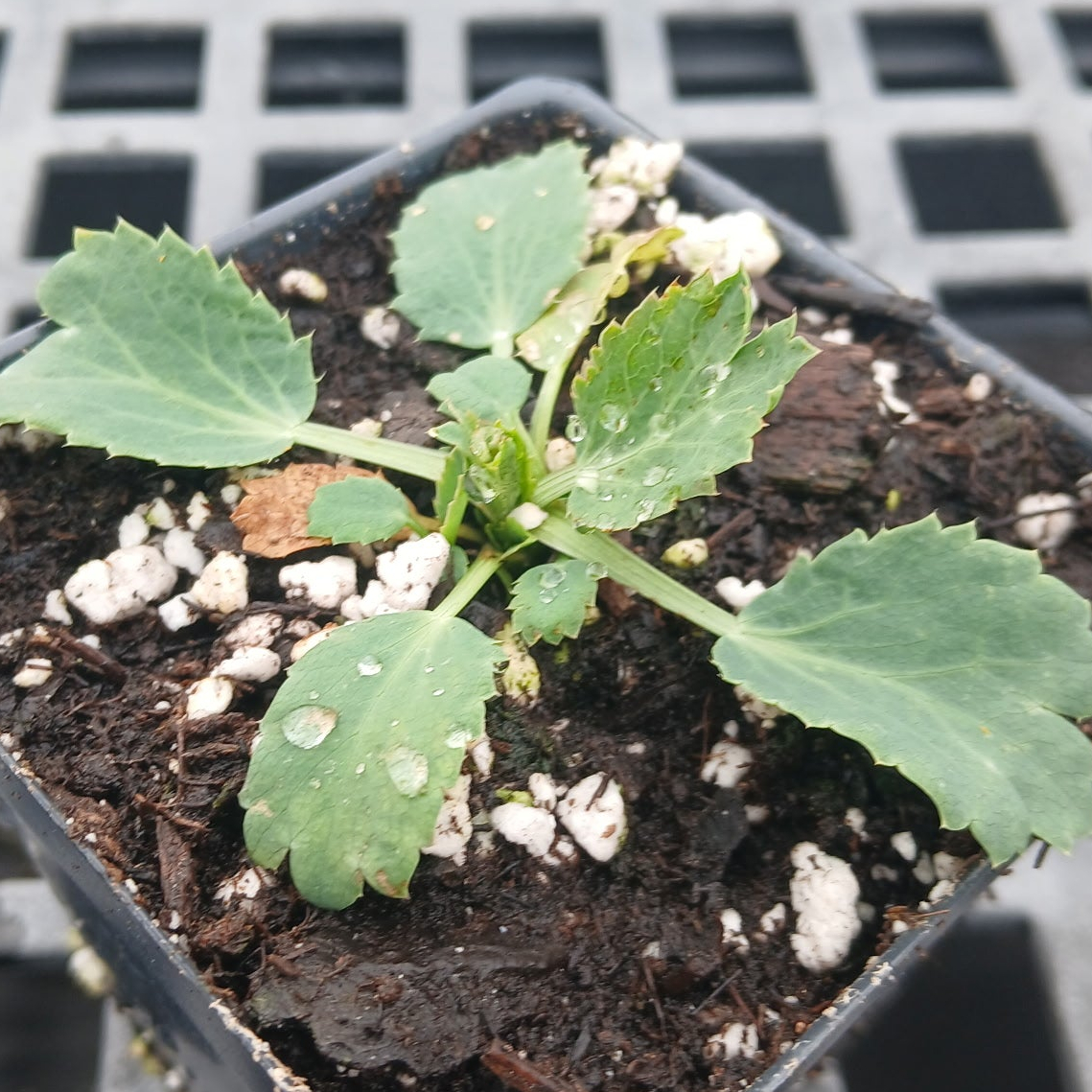 Eryngium bourgatii Iberian Blue