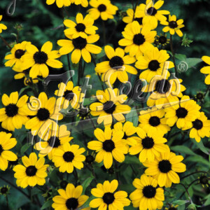 Rudbeckia triloba Blackjack Gold (Brown-Eyed Susan)