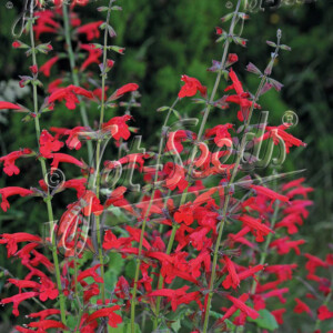 Salvia roemeriana Prairie Fire (Hot Trumpets)