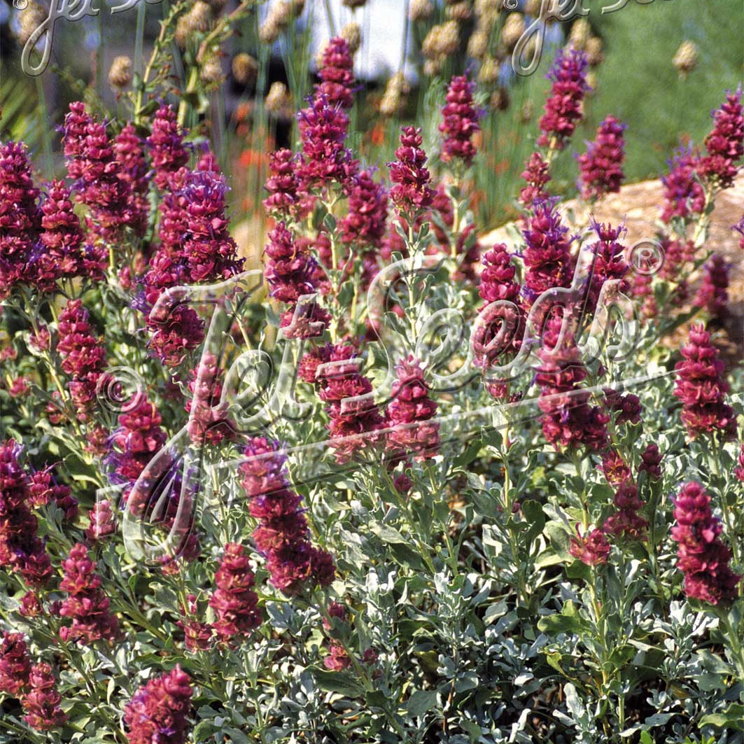 Salvia pachyphylla Mojave (Mojave Sage) - Image 3
