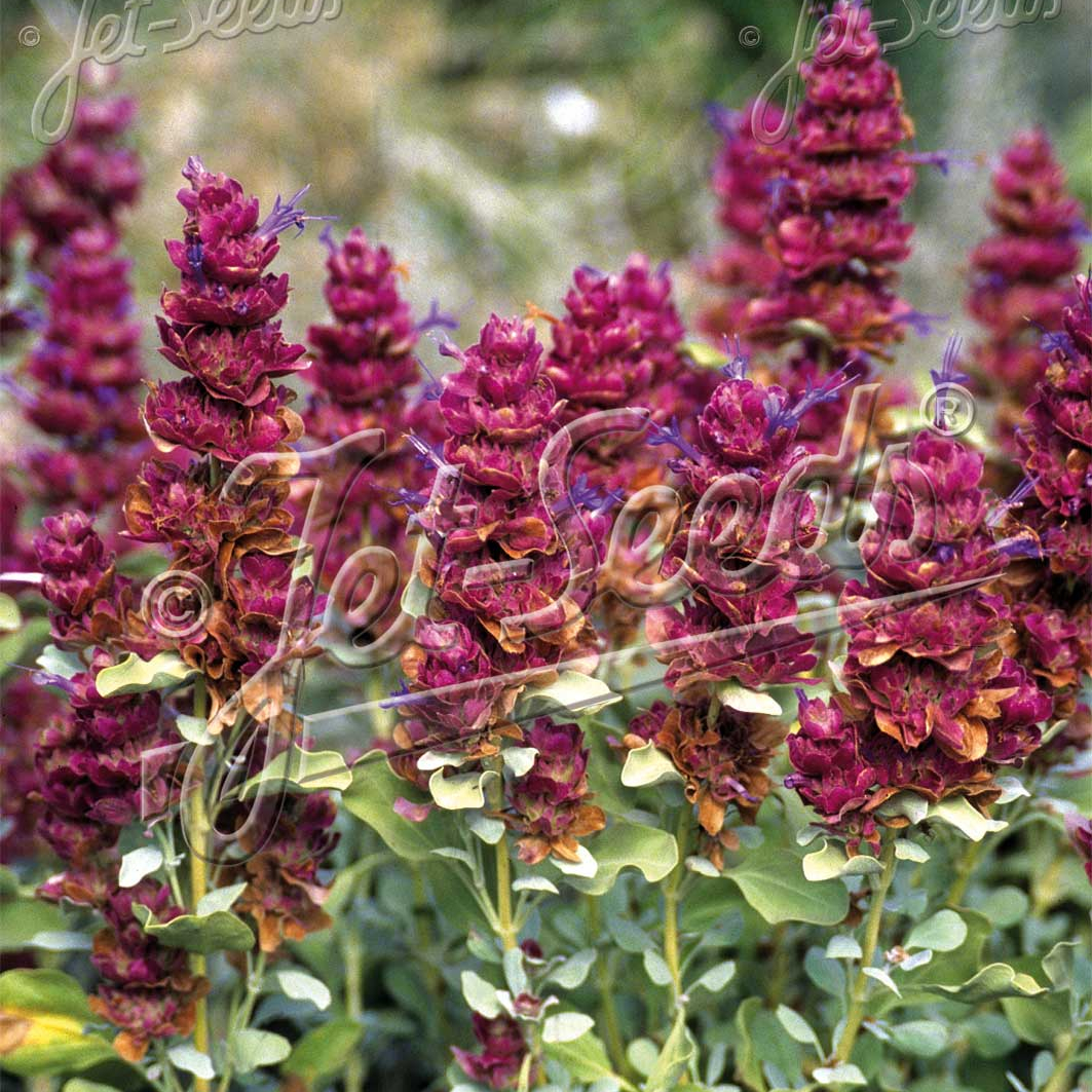 Salvia pachyphylla Mojave (Mojave Sage)