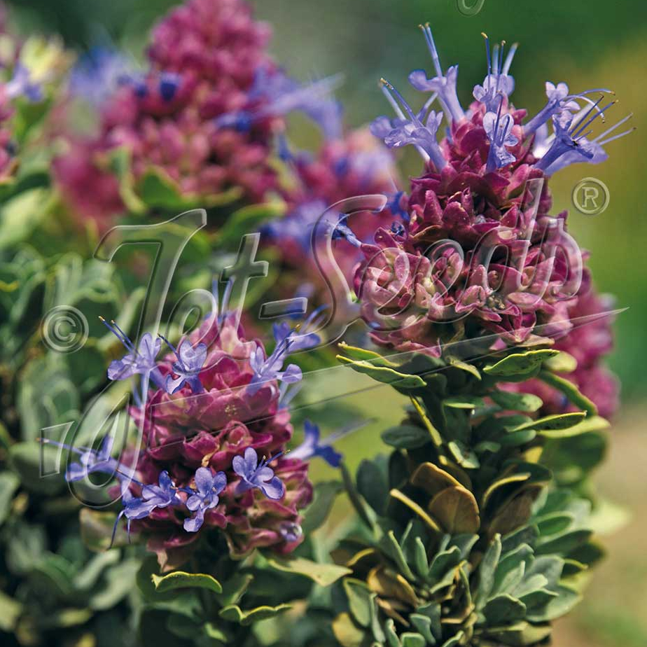 Salvia pachyphylla Mojave (Mojave Sage) - Image 2
