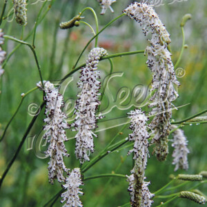 Sanguisorba parviflora