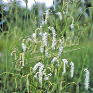 Sanguisorba tenuifolia var. alba (Burnet)