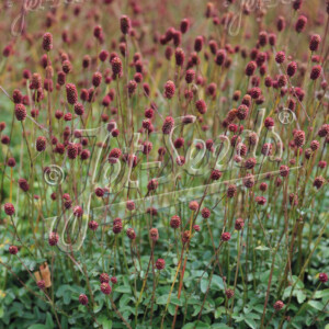 Sanguisorba officinalis Little Red Tanna