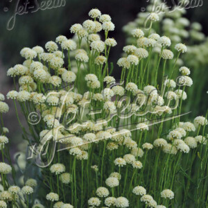 Santolina etrusca (Etruscian Santolina)