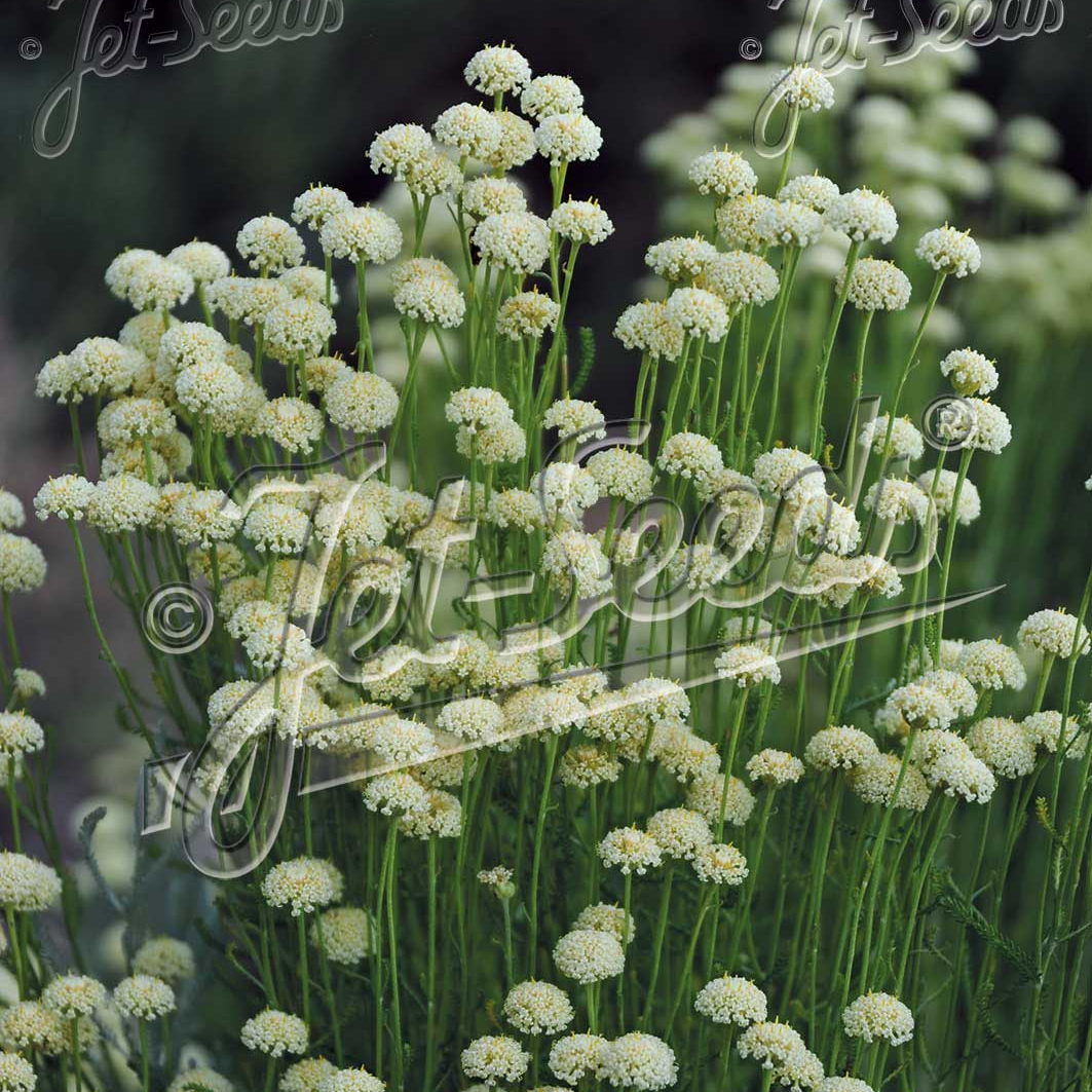 Santolina etrusca (Etruscian Santolina)