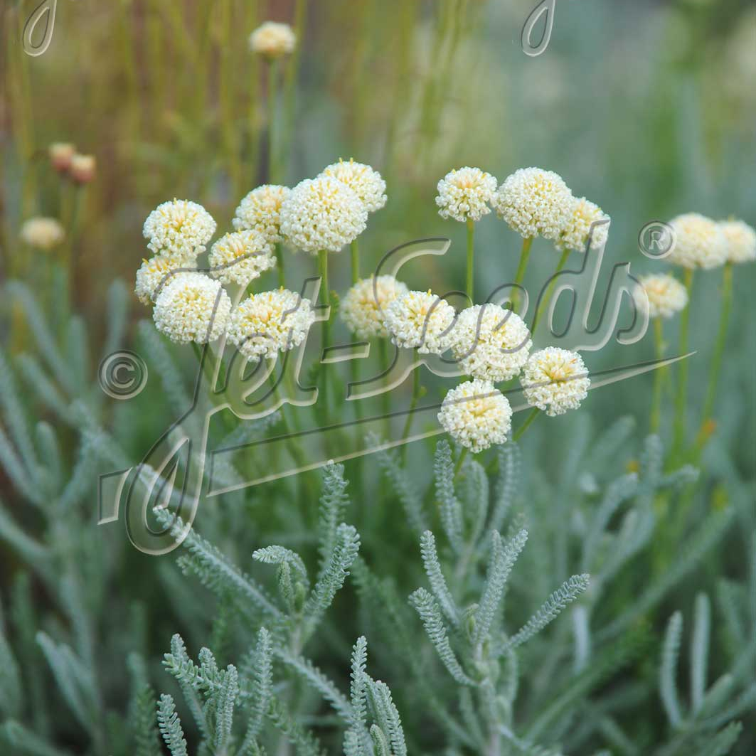 Santolina etrusca (Etruscian Santolina) - Image 2