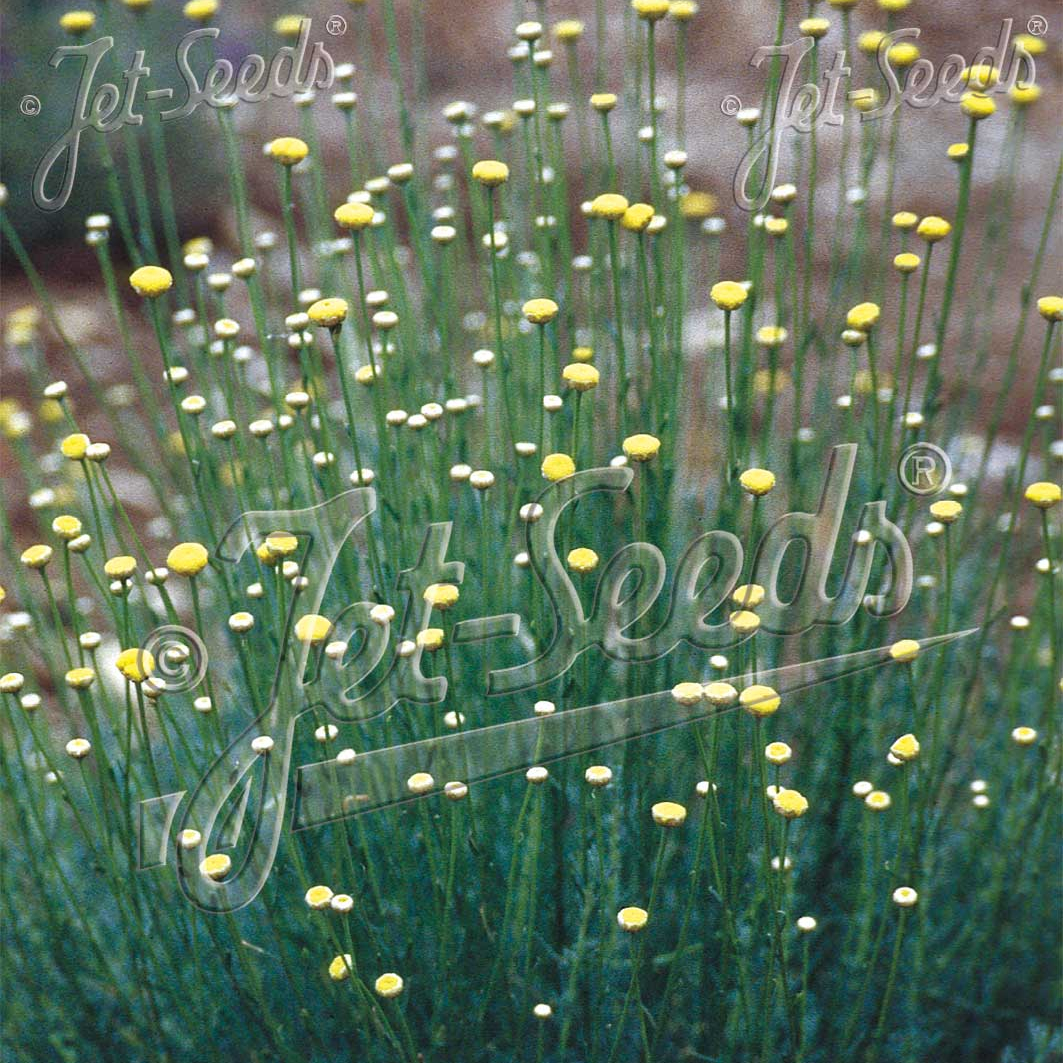 Santolina rosmarinifolia (Cotton Lavender)