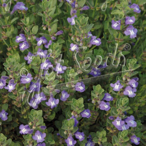 Scutellaria resinosa Smoky Hills (Prairie Skullcap)