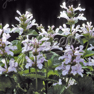Stachys macrantha Morning Blush (Big Betony)
