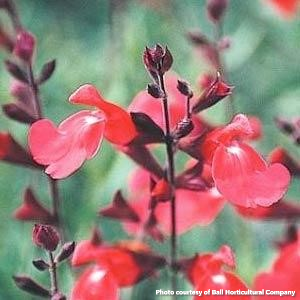 Salvia greggii Lipstick (Autumn Sage)