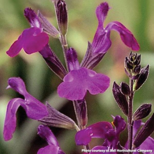 Salvia greggii Ultra Violet (Autumn Sage)