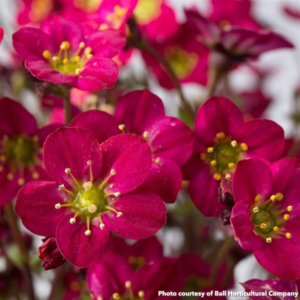 Saxifraga arendsii Marto Hot Rose (Rockfoil)