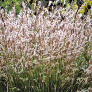 Schizachyrium scoparium Blaze (Little Bluestem)